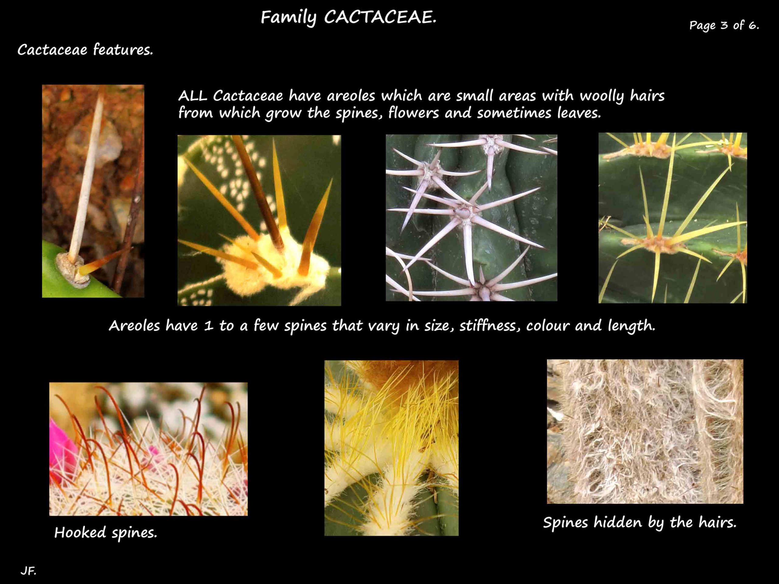 3 Cactaceae spines